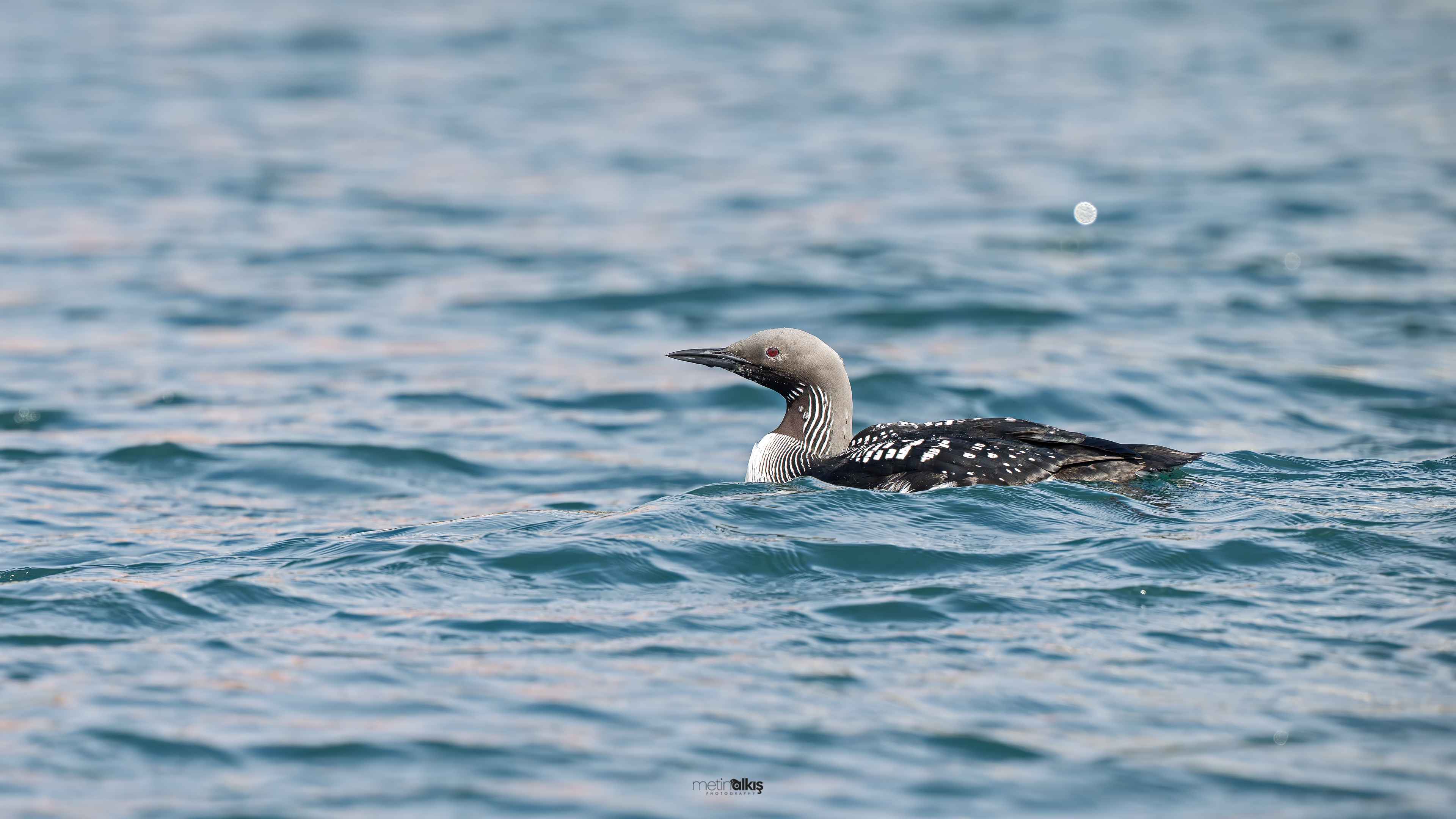 Arctic Loon